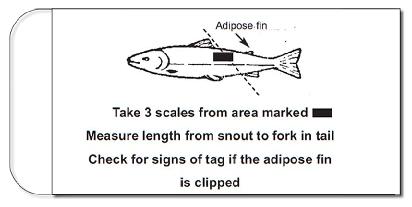 Custom Fish Scale Packets / Envelopes